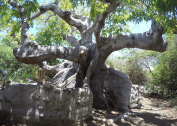 Capo Tree Curacao