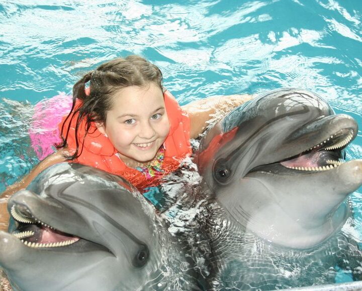 dophin encounter Curacao