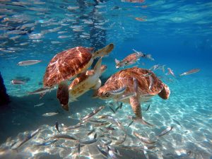 Swimming with the sea turtles & Grote Knip Beach
