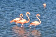 Flamingo Curacao