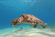 Swimming with sea turtles