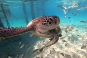 Turtle Curacao