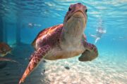 Sea turtles Curacao
