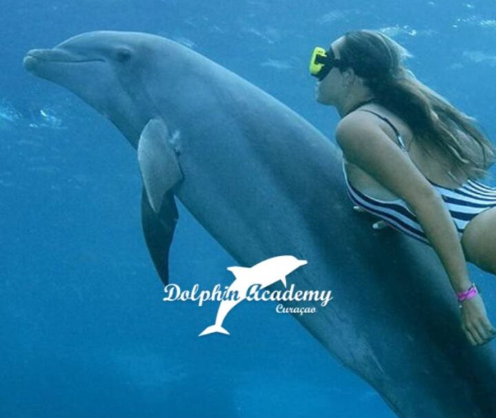 Dolphin Academy Tours and Fun